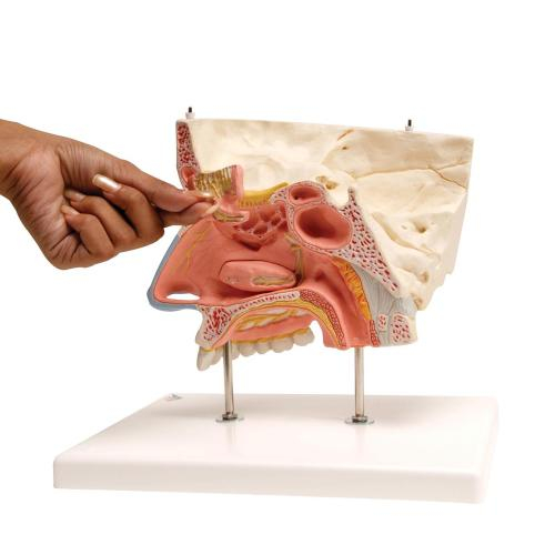 3D анатомичен модел на нос и около носни кухини - Image 4